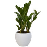 Zamioculcas