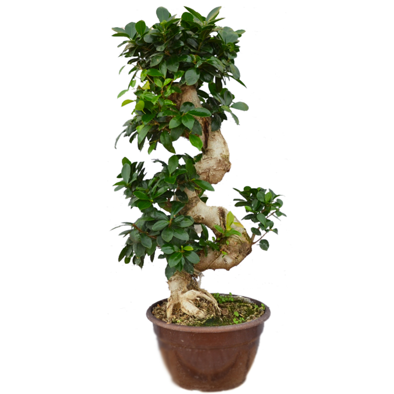 bonsai ficus ginseng s-shape