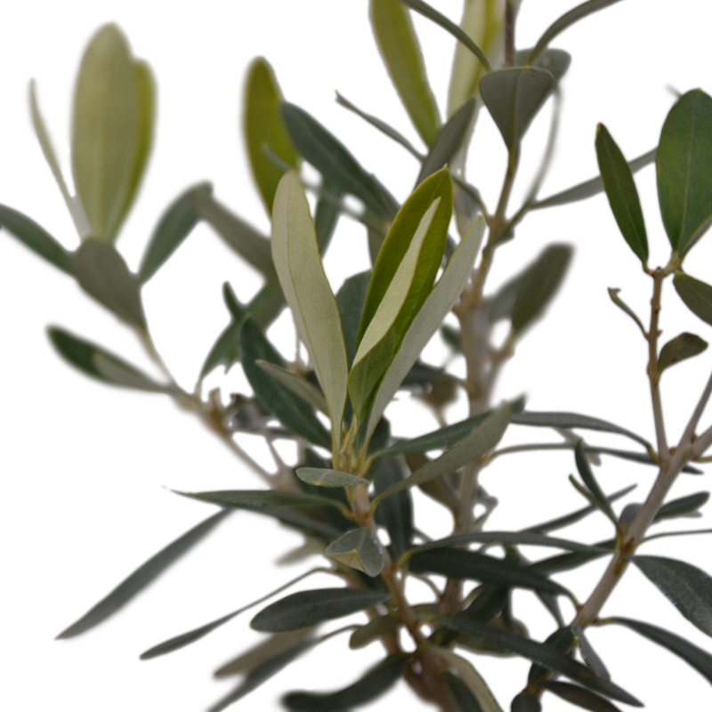 olivo-dettaglio-foglie