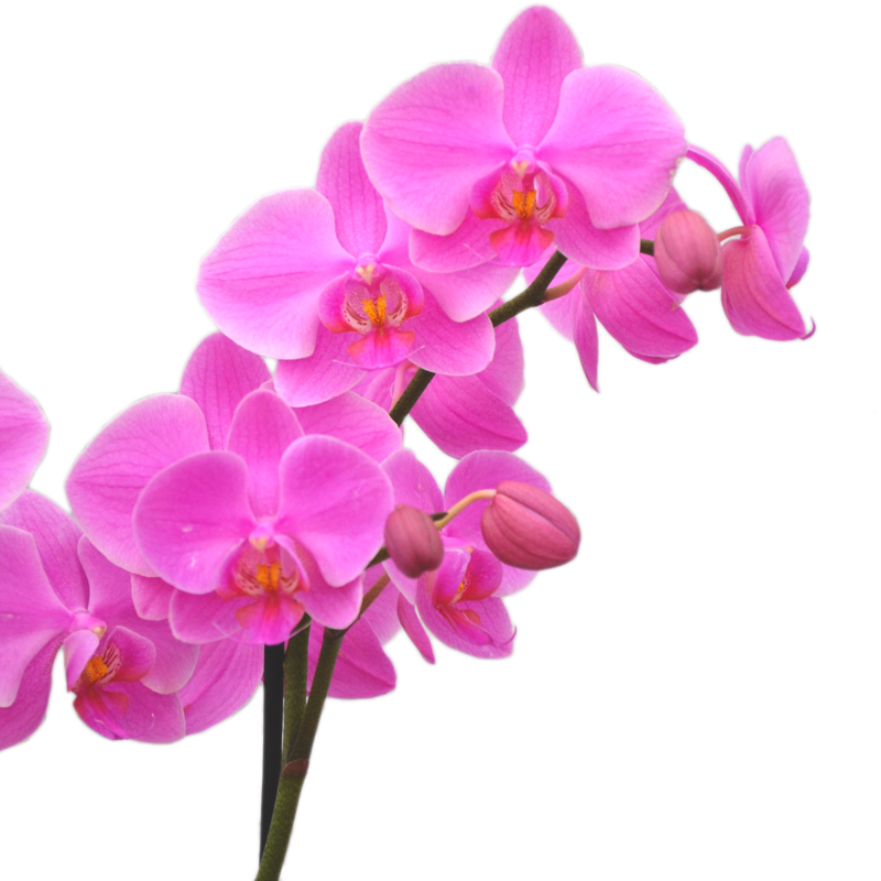 orchidea-dettaglio