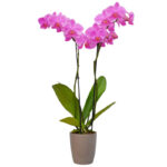 Orchidea Phalaenopsis 2 rami