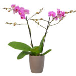 Orchidea Phalenopsis Multiflora