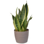 Sanseveria Laurentii
