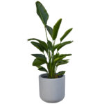 Strelitzia Nicolai
