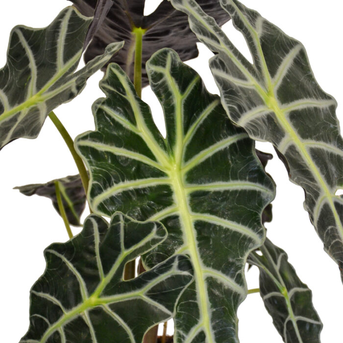 Alocasia Polly - Image 2