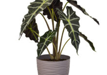 Alocasia Polly