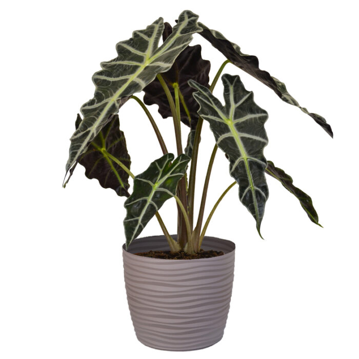 Alocasia Polly