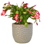 Cactus di Natale