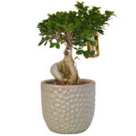 Ficus Ginseng