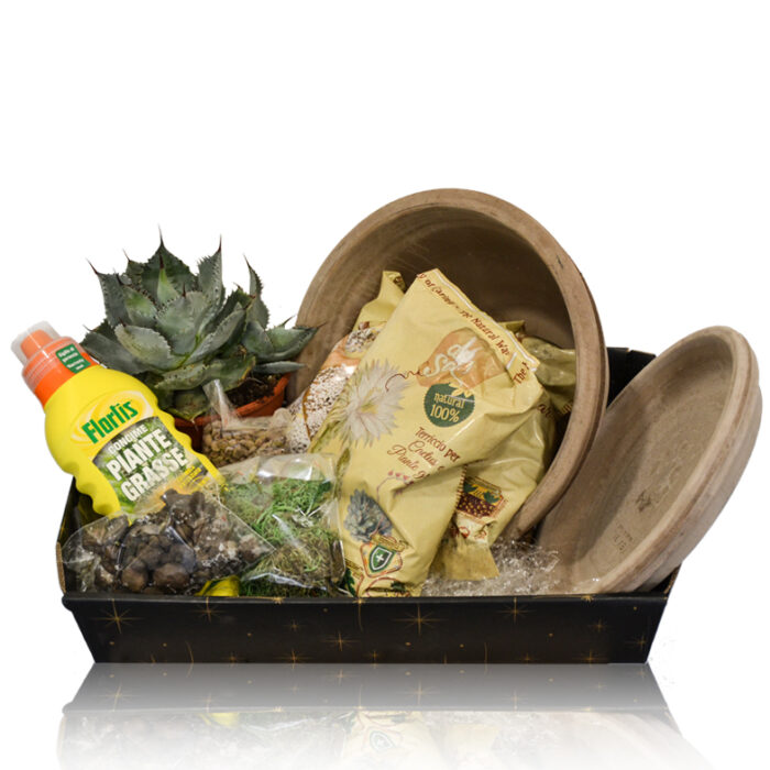 Paradise Box Agave