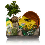 Paradise Box Ficus Ginseng