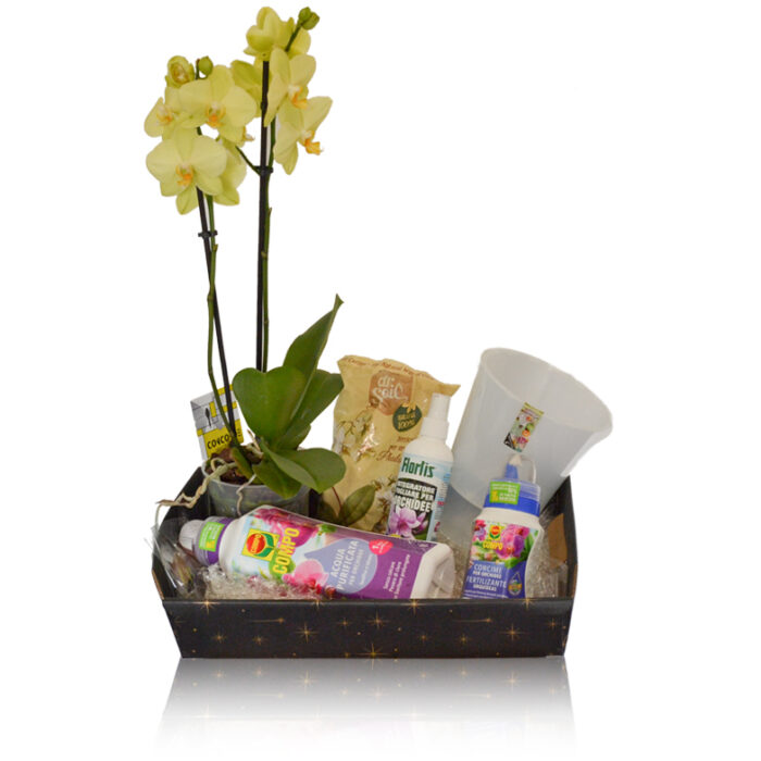 Paradise Box Orchidea Phalenopsis