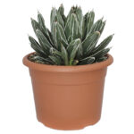 Agave