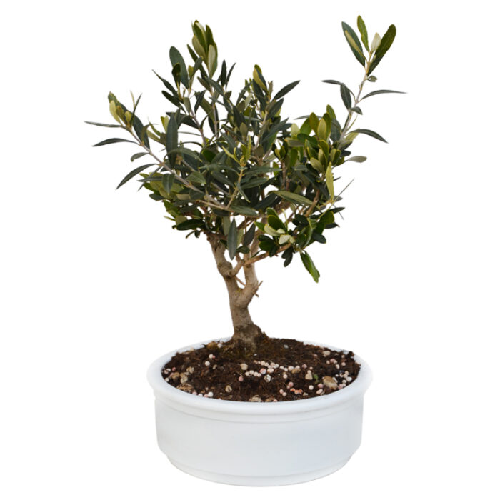 Olivo Bonsai