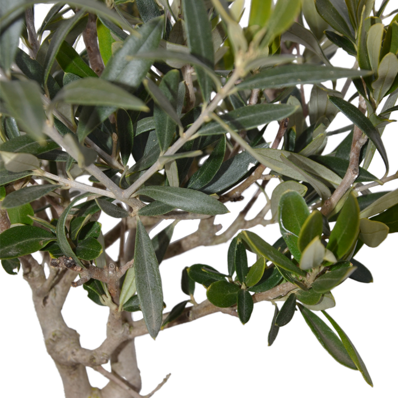 olivo-bonsai-dettaglio