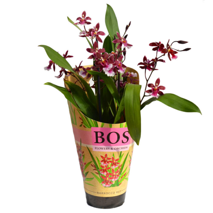 Orchidea Odontoglossum Barocco Red