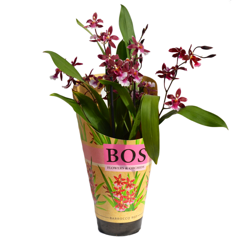 orchidea-odontoglossum-barocco-red