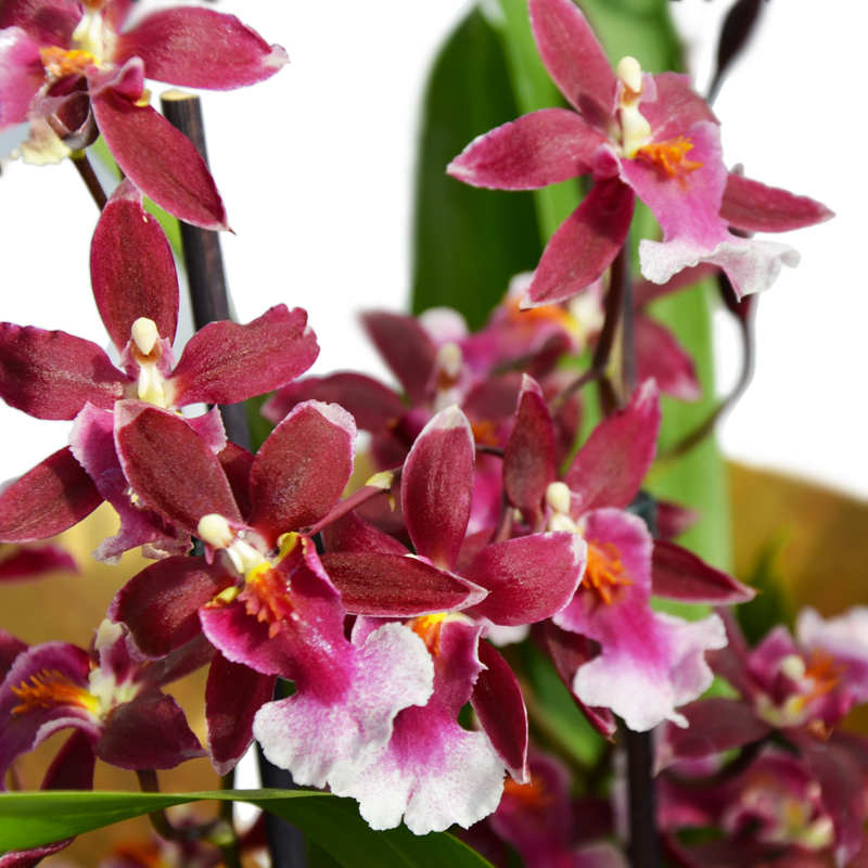orchidea-odontoglossum-fiore