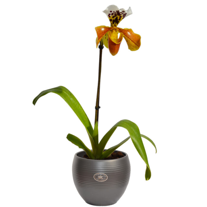 Orchidea Paphiopedilum