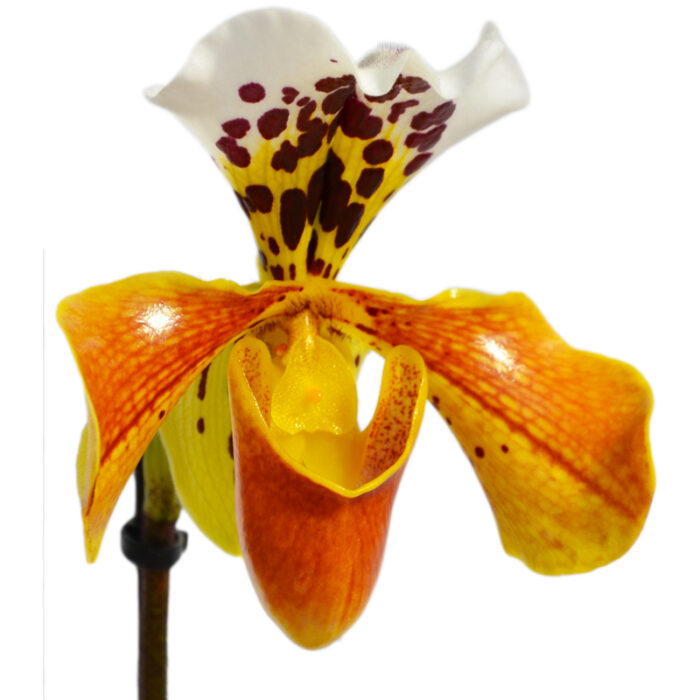 Orchidea Paphiopedilum - Image 2