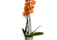 Orchidea Phalaenopsis 3 rami