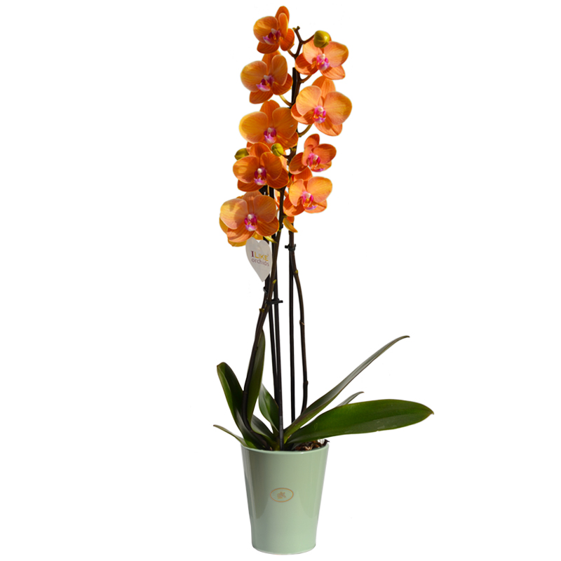 phalaenopsis-arancine-3