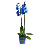 Orchidea Phalaenopsis Magic Blue