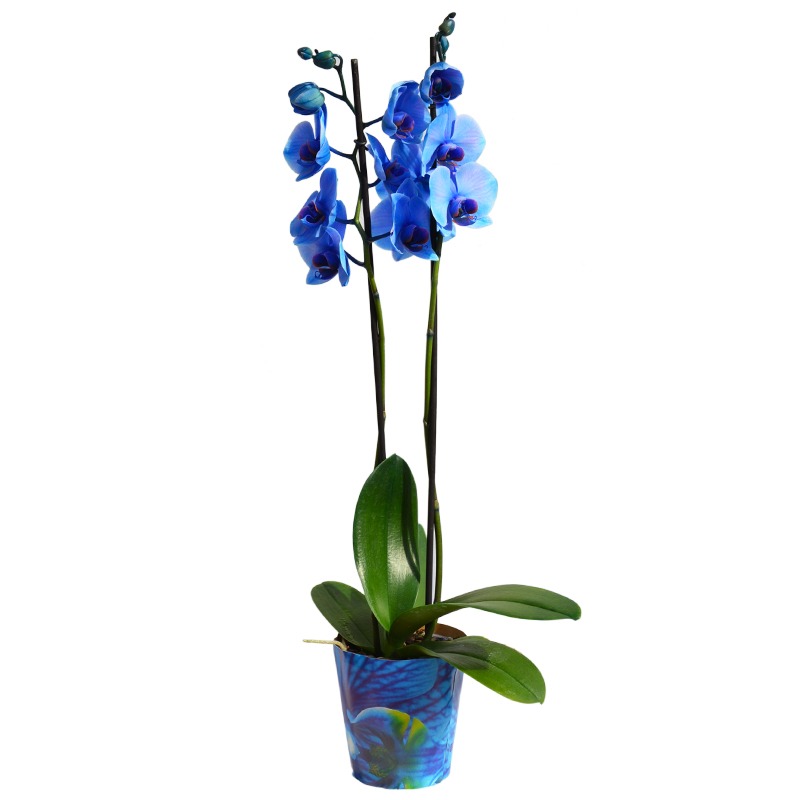 phalaenopsis-magic-blue
